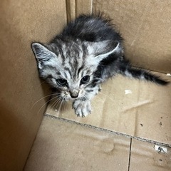 子猫　オス　生後１ヶ月くらい？ − 福岡県