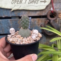 テフロカクタス　ゲオメトリクス
