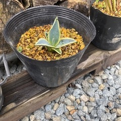アガベ　アメリカーナ　斑入り