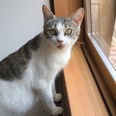 白キジブチ　女の子
