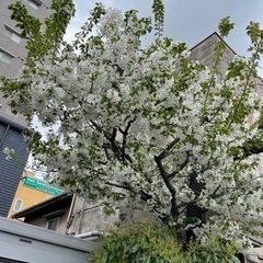 北千住、千住大橋、南千住あたりで友達募集