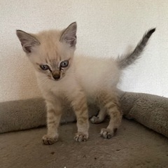 3ヶ月の子猫