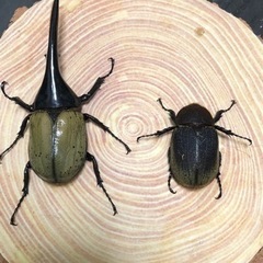 ヘラクレスオオカブトペア
