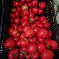 本日トマト🍅あります🤟