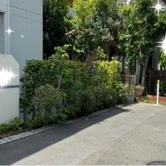 お庭、庭木のお手入れ、伐採などで笑顔になりませんか(* 'ᵕ' )☆ - 剪定/造園