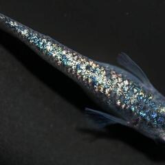 🌷ஐ೨🌸はるいろめだか🌸ஐ೨🌷背鰭なしサファイア🐟桜国屋様🌸
