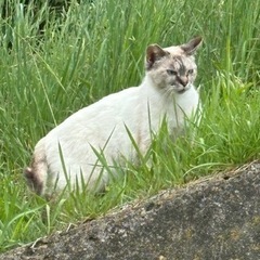 地域猫、TNRの物資をご支援ください。