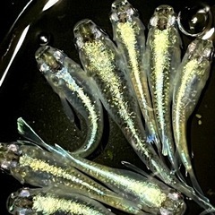 輝黒龍オス3匹メス5匹