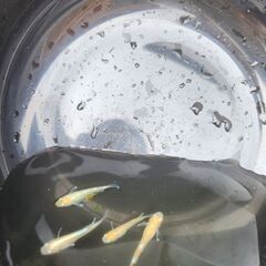 メダカ　紅白ブロンズの画像