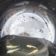 メダカ　紅白ブロンズの画像