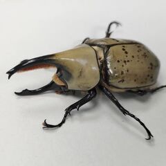 グラントシロカブト完品オス単未使用66mmの画像