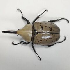 グラントシロカブト完品オス単未使用66mmの画像
