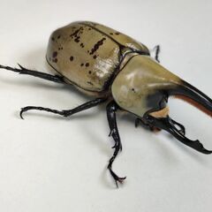 グラントシロカブト完品オス単未使用66mmの画像