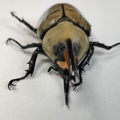 グラントシロカブト完品オス単未使用66mmの画像