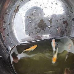 メダカ　三色ラメ　卵20個以上