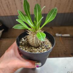 塊根植物　恵比寿大黒の画像