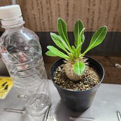 塊根植物　恵比寿大黒の画像