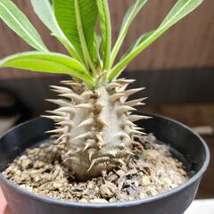 塊根植物　恵比寿大黒の画像