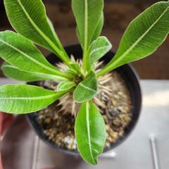 塊根植物　恵比寿大黒の画像