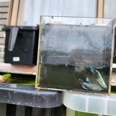 メダカ　マリアージュリアルロングフィンの画像