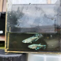 メダカ　マリアージュリアルロングフィンの画像