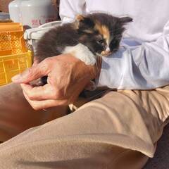 【里親急募】仔猫4匹の里親を探しています