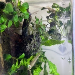 「川魚」ヨシノボリ、シマドジョウの画像