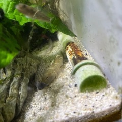 「川魚」ヨシノボリ、シマドジョウの画像