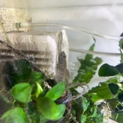 「川魚」ヨシノボリ、シマドジョウの画像