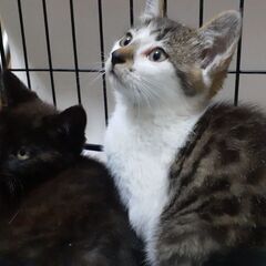 札幌にトライアル🐱オスです🐱二匹🐱