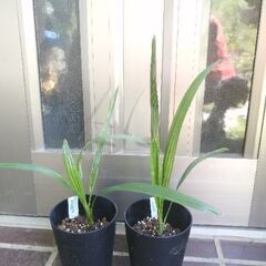 カナリーヤシ鉢植え✕2個