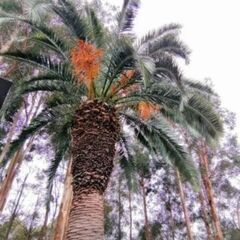 カナリーヤシ鉢植え✕2個の画像