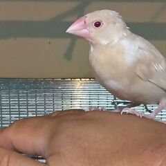 シルバー、シナモン文鳥