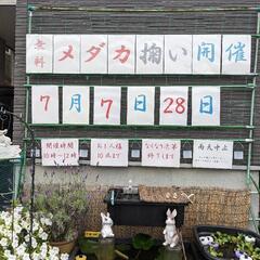 無料のメダカ掬いを開催致します