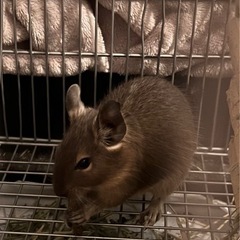 デグー募集