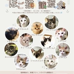 🩷ねこまる🐱🐱保護猫譲渡会🩷