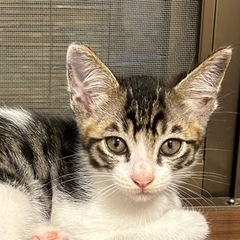 白黒のキジトラが混ざった子猫ちゃん❀終了です。
