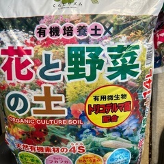 鉢植え薔薇売りますの画像