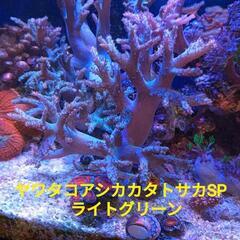 ヤワタコアシカタトサカSP、￥2.000