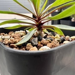 塊根植物　の画像