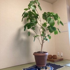 観葉植物　ウンベラータ　　
