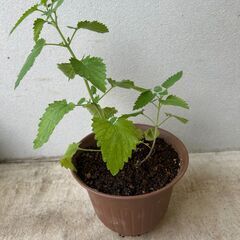 【植物・ハーブ】キャットニップ　約30㎝