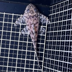 価格交渉OKです。 ❶キンペコ😈　  の画像