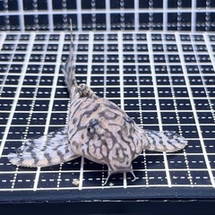 価格交渉OKです。 ❶キンペコ😈　  の画像