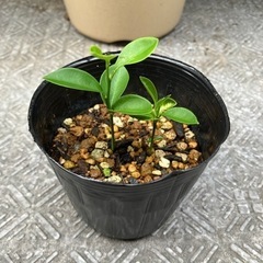 きんかん　若苗　A