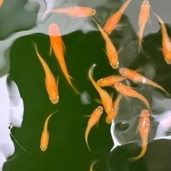 紅帝めだかの若魚15匹 改良メダカ