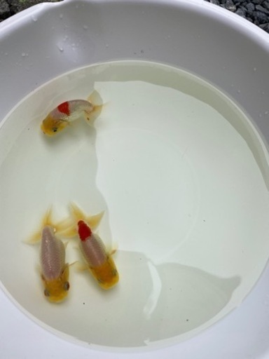 らんちゅう2歳　雄2雌1