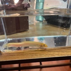 ビオトープ