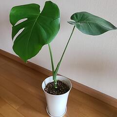 No.3観葉植物の画像