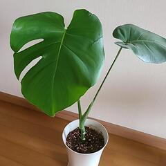 No.3観葉植物の画像